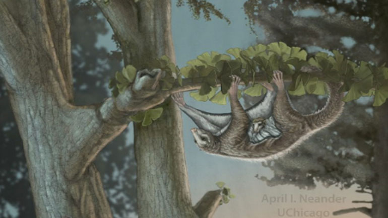 Ανακαλύφθηκαν τα αρχαιότερα θηλαστικά-αιωροπτεριστές που ζούσαν προ 160 εκατ. ετών